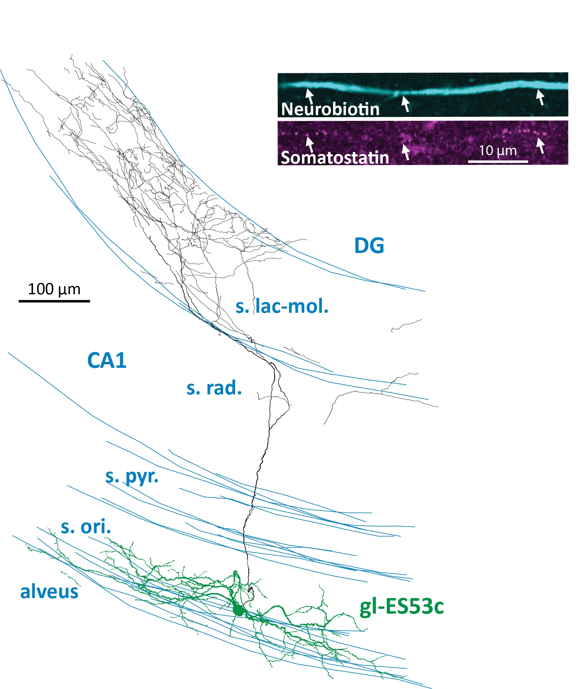 ©MedUni Wien/Zentrum für Hirnforschung