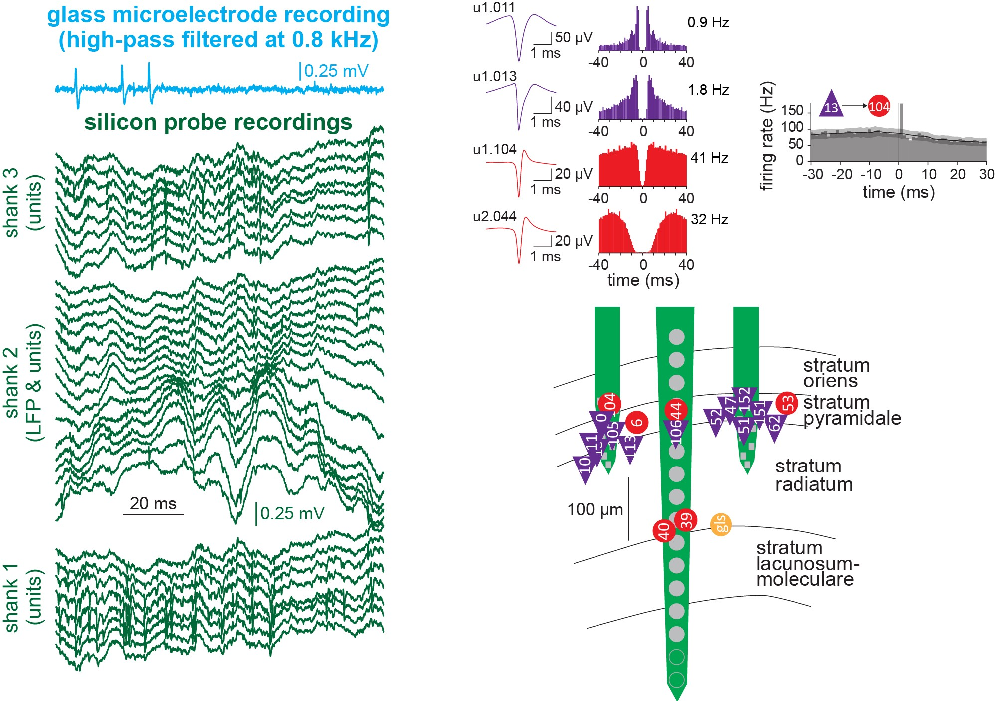 ©MedUni Wien/Zentrum für Hirnforschung